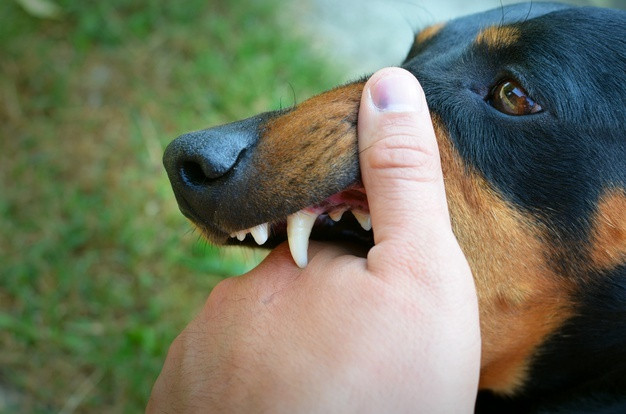 Cara Mencegah Gigitan Anjing Agar Tidak Infeksi